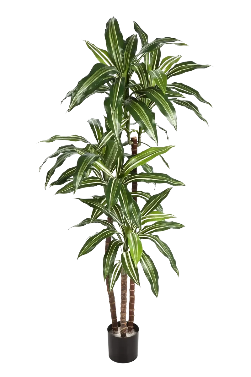 Künstlicher Drachenbaum - Nico | 150 cm