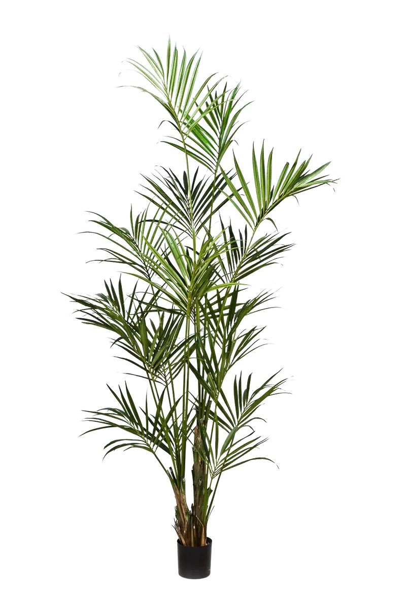Künstliche Kentia Palme - Cataleya | 260 cm