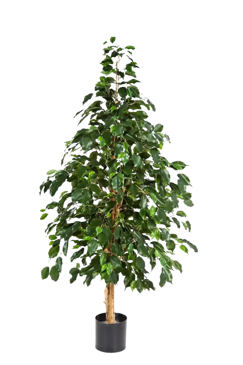 Künstlicher Ficus - Katja | 210 cm