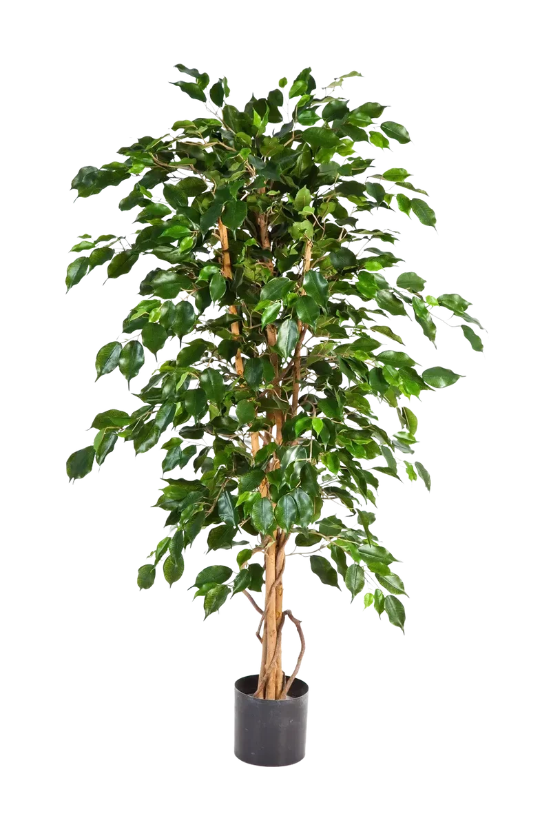 Künstlicher Ficus - Kristin | 210 cm