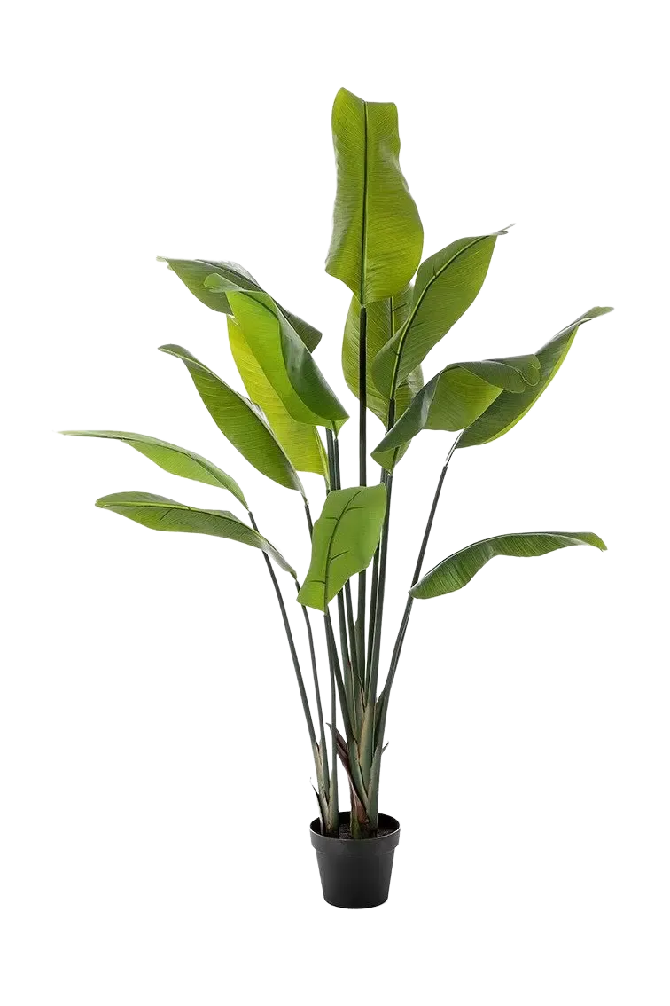 Künstliche Strelitzia - Clemens | 150 cm
