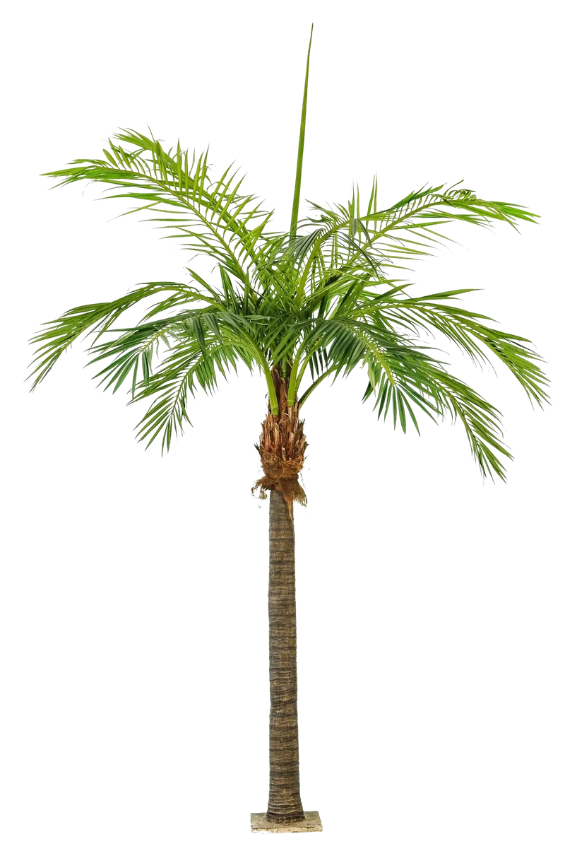 Künstliche Phoenixpalme - Saskia | 420 cm