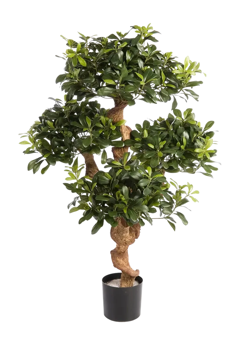 Künstlicher Pittosporum - Pierre | 120 cm