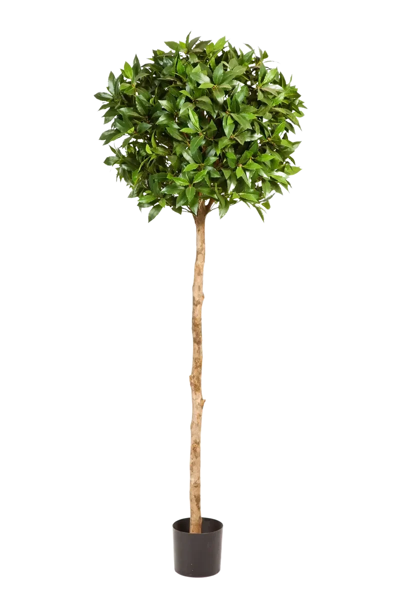 Künstliche Lorbeer - Romy | 140 cm