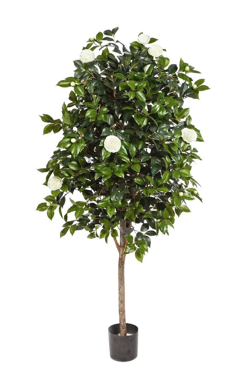 Künstlicher Kamelienbaum - Polly | 170 cm