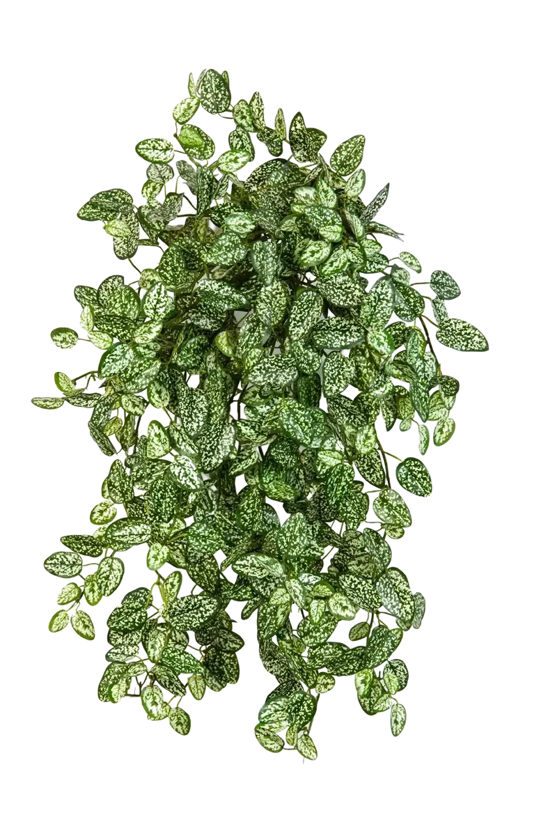 Künstliche Hypoestes - Efe | 50cm