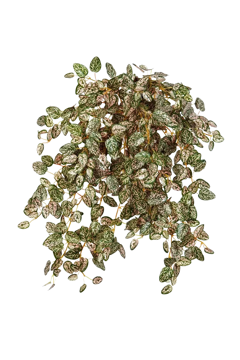 Künstliche Hypoestes - Eliah
