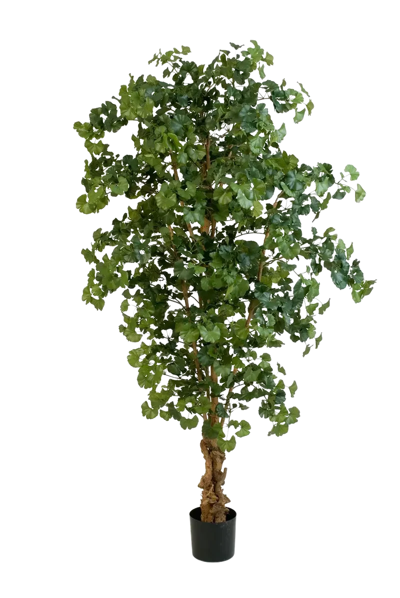 Künstlicher Gingko - Tamino | 210 cm