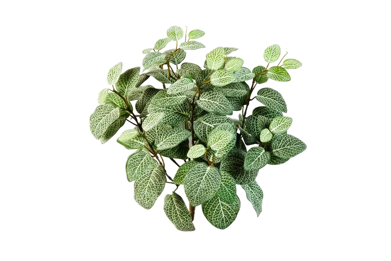 Künstliche Fittonia - Fit