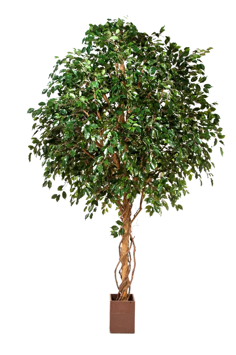 Künstlicher Ficus Baum - Nero | 315 cm