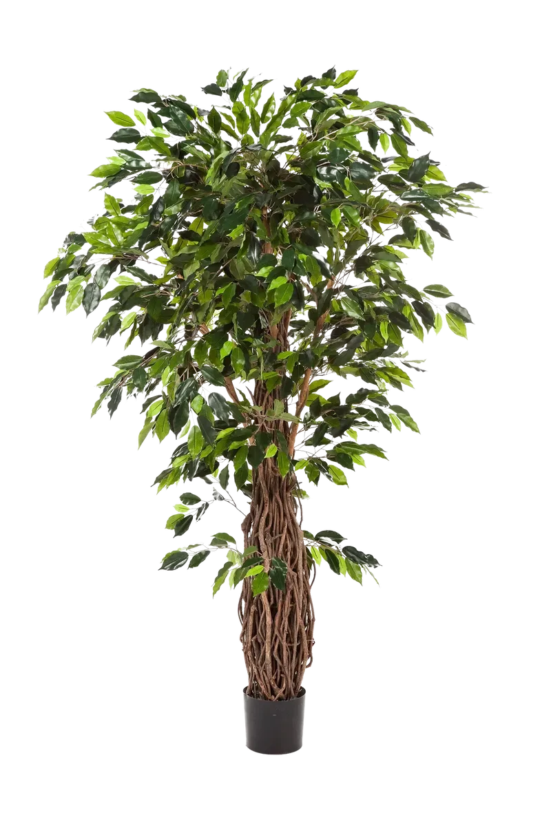 Künstlicher Ficus - Jannik | 330 cm