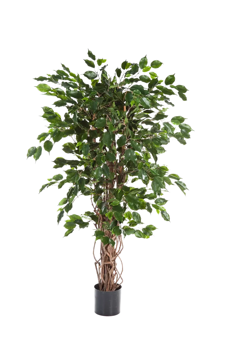 Künstlicher Ficus - Jasmin | 210 cm