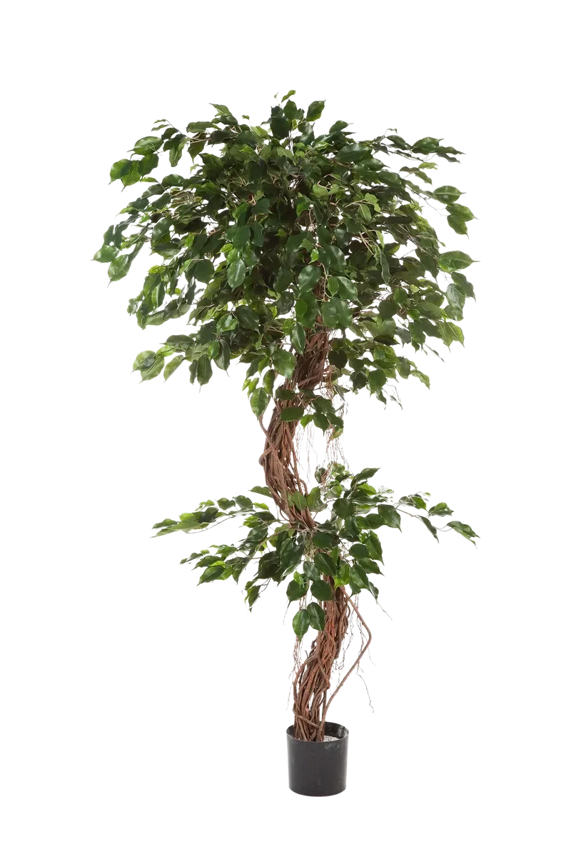 Künstlicher Ficus - Joshua | 210 cm