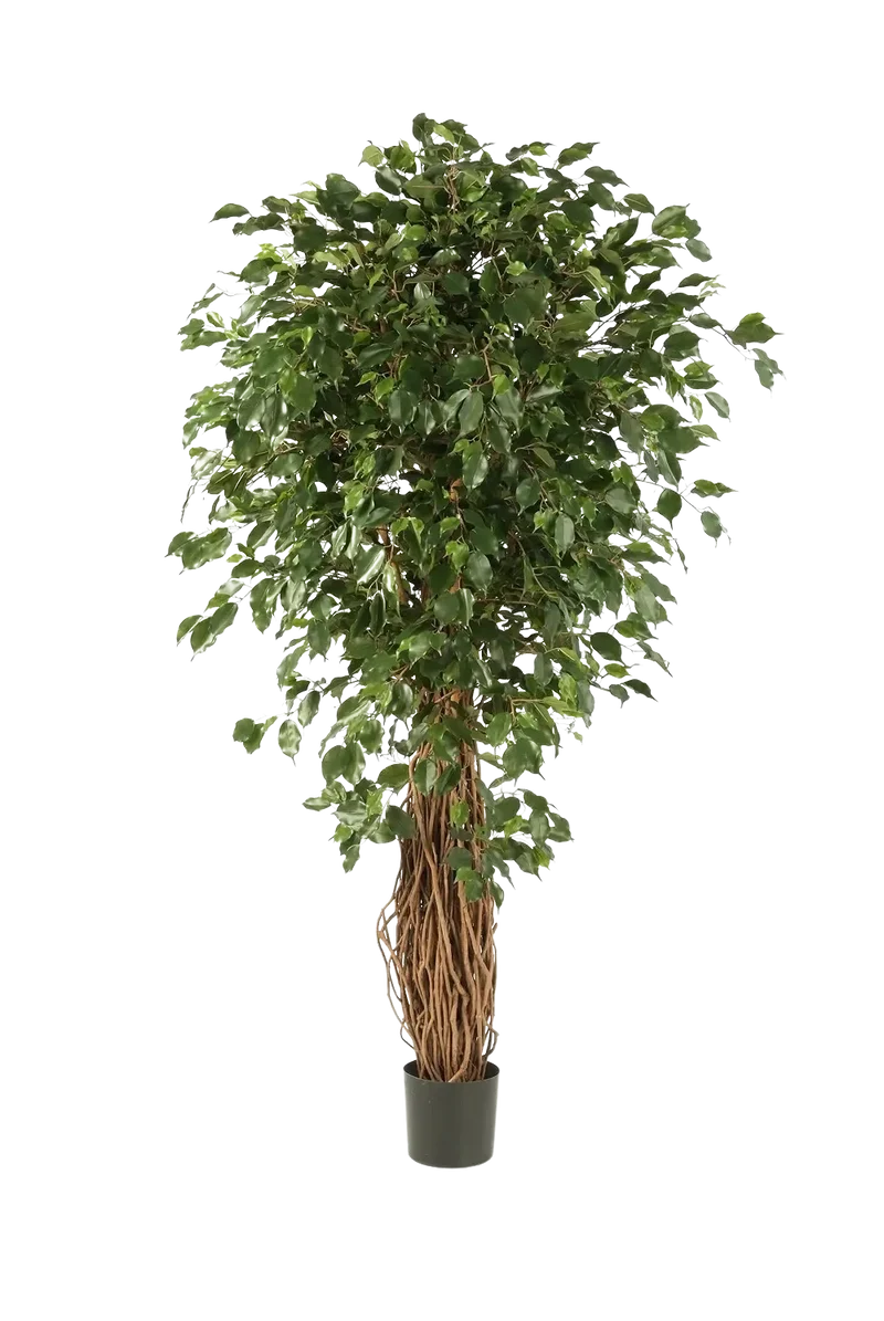Künstlicher Ficus Liana - Josefine | 210 cm