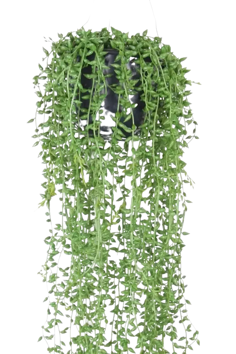 Künstliche Erbsenpflanze - Karina | 70 cm