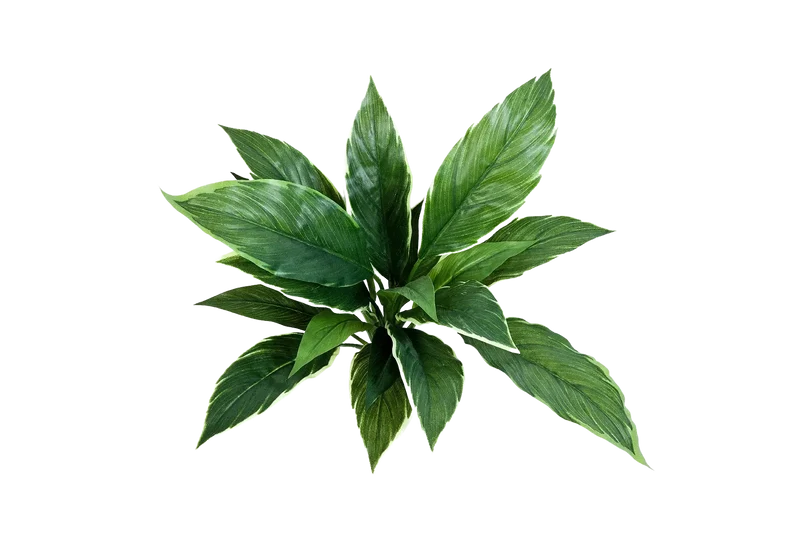 Künstliche Cordyline - Phil | 30 cm