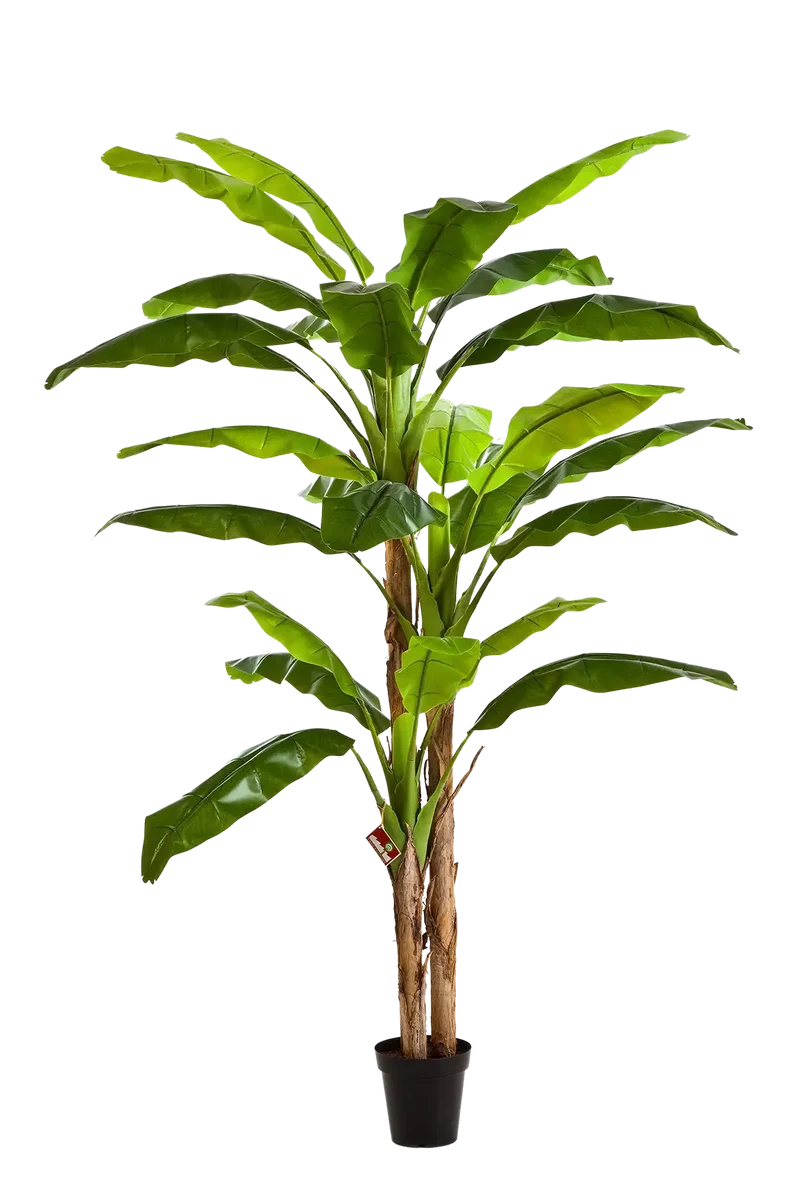 Künstlicher Bananenbaum - Pauline | 240 cm