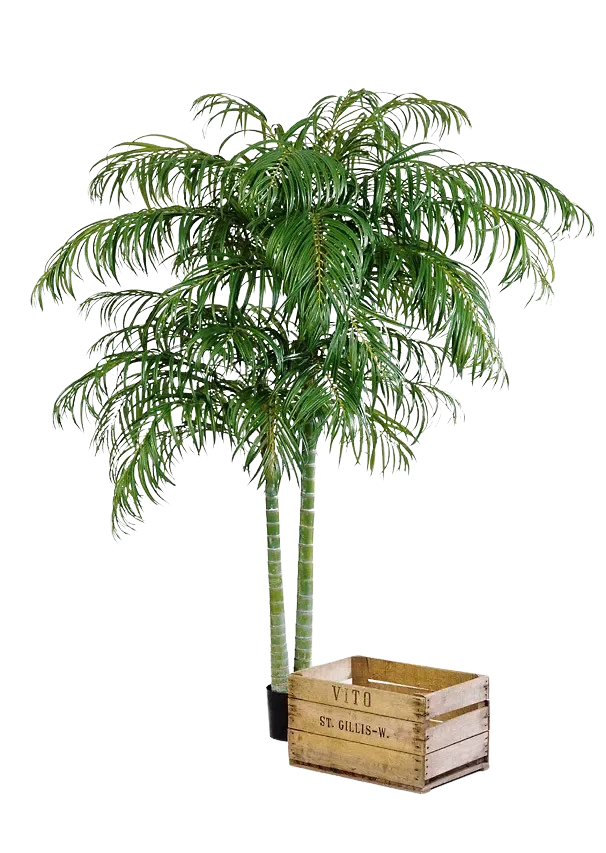 Künstliche Areca Palme - Christine | 240 cm