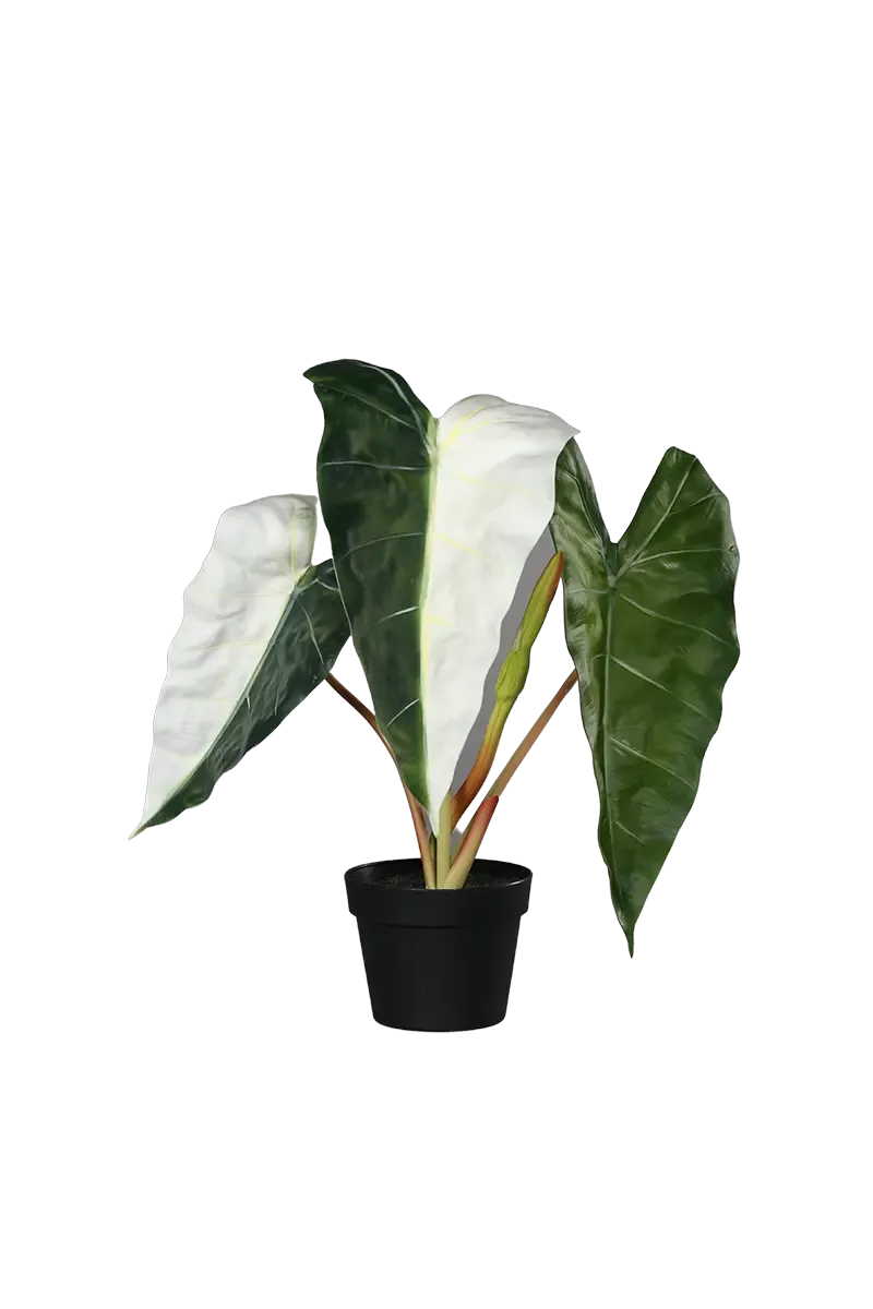 Künstliche Alocasia albino - Heino | 68 cm