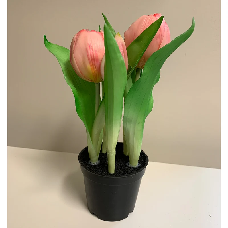 Tulpentopf „Sunny“ aprikot